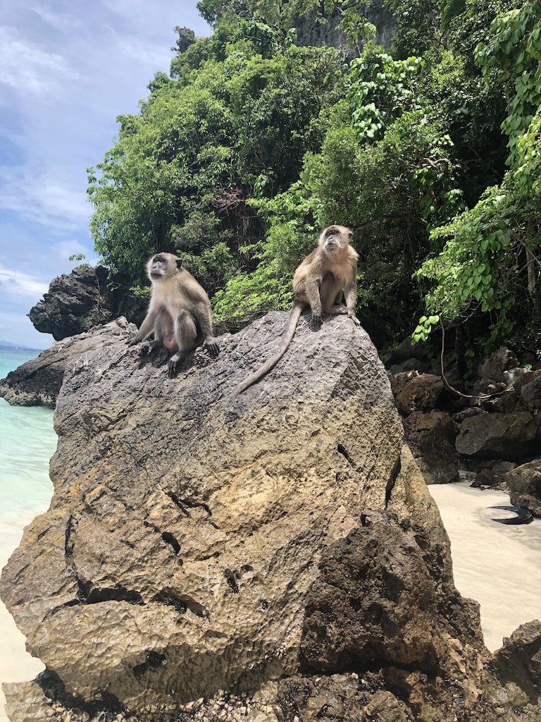 Getting Wild in Thailand